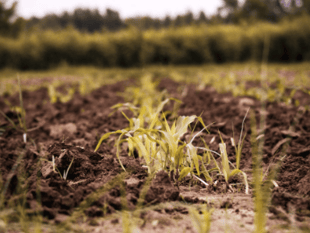Farmers urged to take action as soil pollution incidents double
