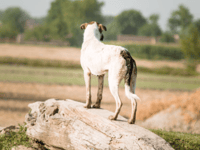 Off-lead dogs put sheep at risk says Defra as reminder issued 