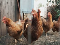 £20,000 raised in 24 hours for farm as hens culled 