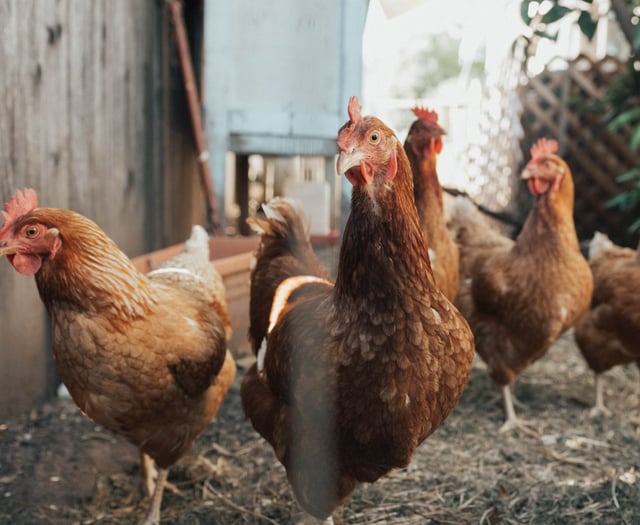 £20,000 raised in 24 hours for farm as hens culled 