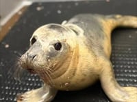 Rescued seal pup doing well