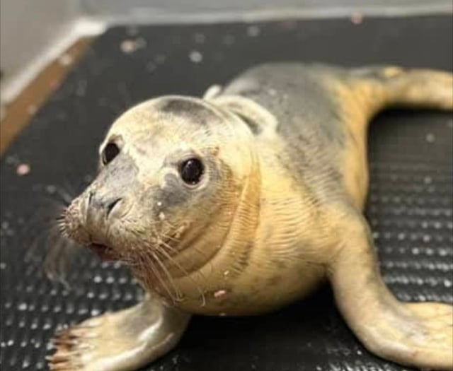Rescued seal pup doing well