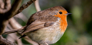 Country park launches exciting Christmas trail for 2025