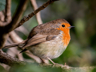 Help shape the future of country park