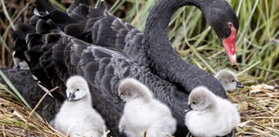 Photographer pictures cute cygnets from Dawlish's famous black swans