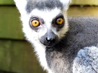 Zoo’s oldest resident celebrates 30th birthday