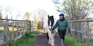 Equine charity seeing crisis in welfare