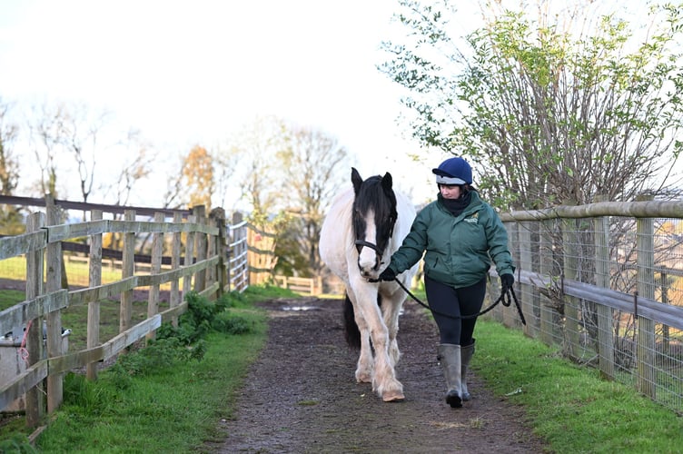 Charity the Mare and Foal Sanctuary seeing increasing cases. Photo supplied.