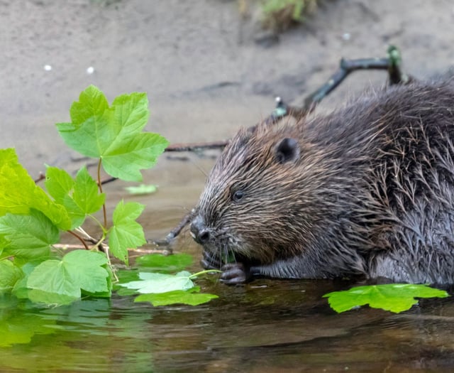 Caroline Snow | Milestone for nature recovery