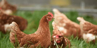 Fundraiser nears £50k as farm navigates new zones 