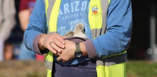 Search for mystery cygnet rescuer