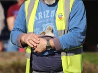 Search for mystery cygnet rescuer