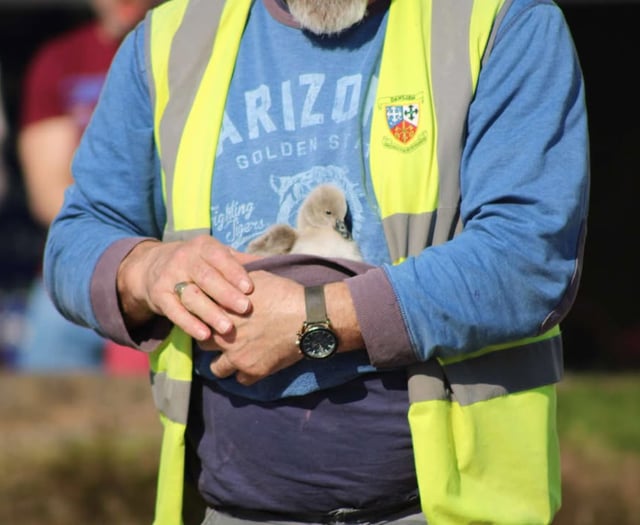 Search for mystery cygnet rescuer
