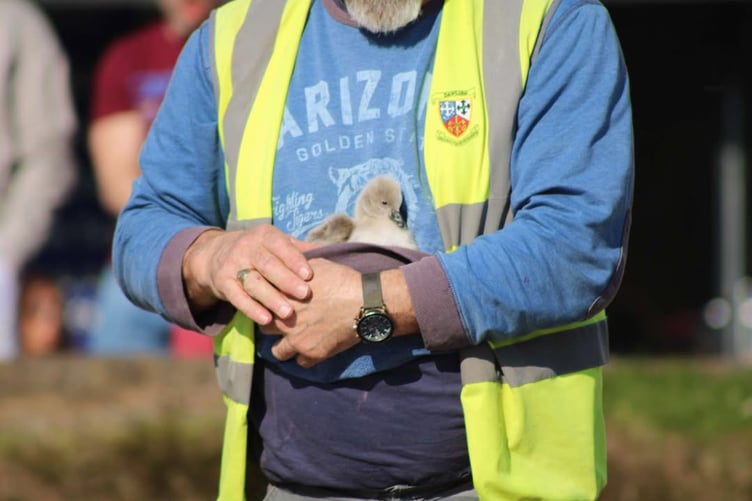 Dawlish Waterfowl Warden with one of the rescued cygnets. Photo Dawlish Waterfowl Wardens