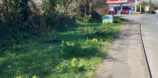 Kingskerswell blooming great in early spring sunshine