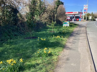 Kingskerswell blooming great in early spring sunshine