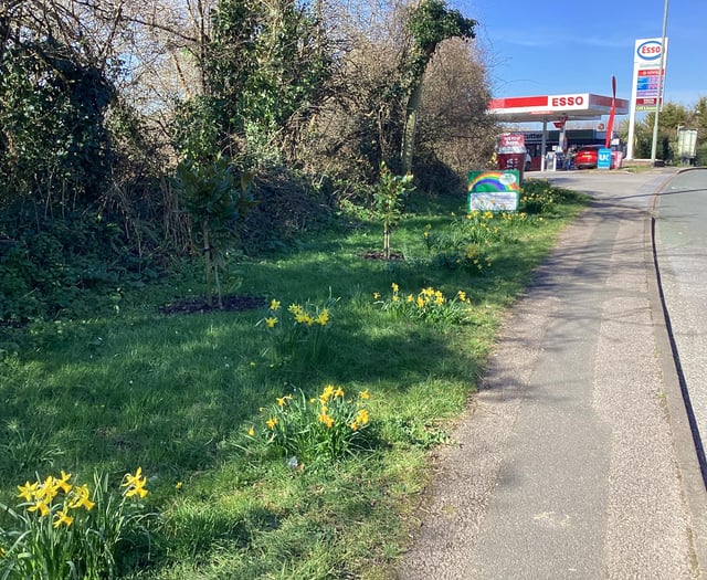 Kingskerswell blooming great in early spring sunshine