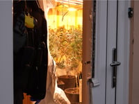 Major crackdown on cannabis production 