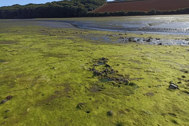 Nigel Mortimer | Spring around our estuaries – what will 2025 bring?