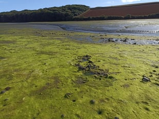 Nigel Mortimer | Spring around our estuaries – what will 2025 bring?