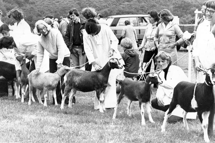 Just kidding - a line-up of goats await judging at the Chagford Show in the mid-1970s