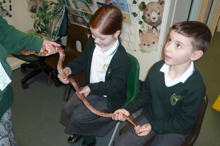 Children from Our Lady and St Patrick were able to handle a snake as part of the visit from Animals2USouthwest