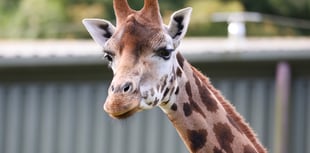 Paignton Zoo mourns giraffe
