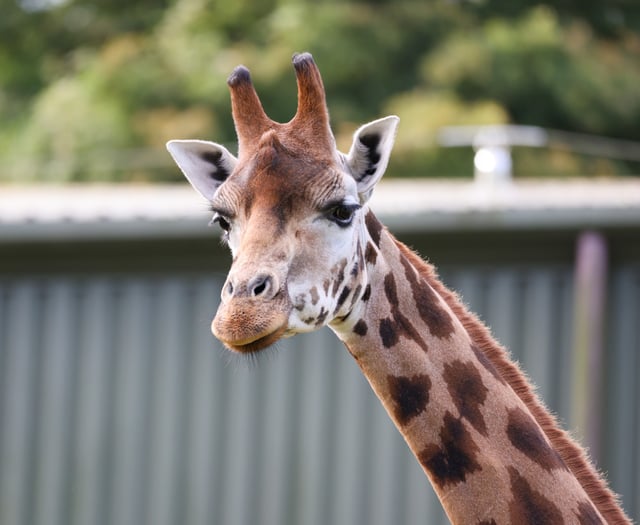 Paignton Zoo mourns giraffe