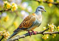 Caroline Snow | Wildlife groups alarmed by new planning law