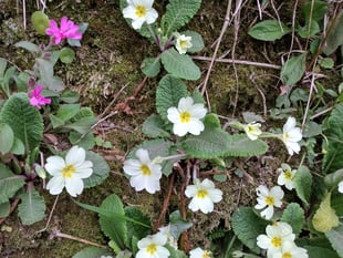Nature Diary by Fiona van Es | Sensory Spring