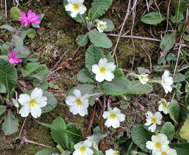 Nature Diary by Fiona van Es | Sensory Spring