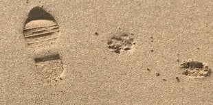 Dog bans on Teignbridge beaches