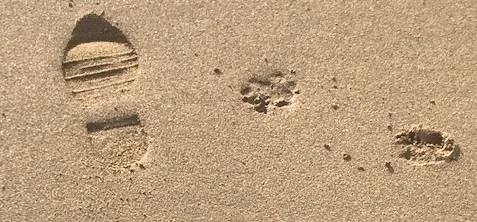 Dog bans on Teignbridge beaches