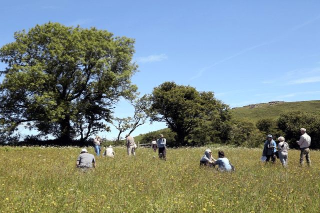 Search for wildflower meadow ‘hidden gems’ across Devon