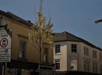 White blossom awaits Queen Street as Juneberry trees installed 