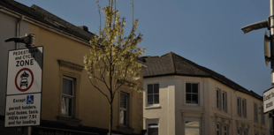 White blossom awaits Queen Street as Juneberry trees installed 