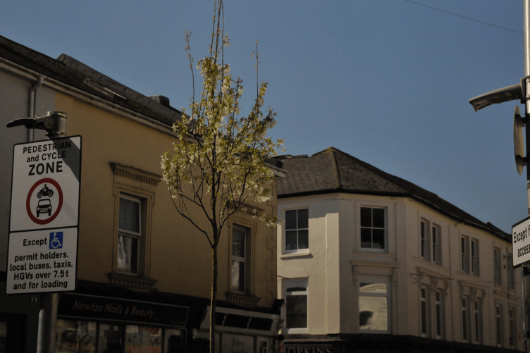 One of the several Juneberry trees that now adorn Queen Street