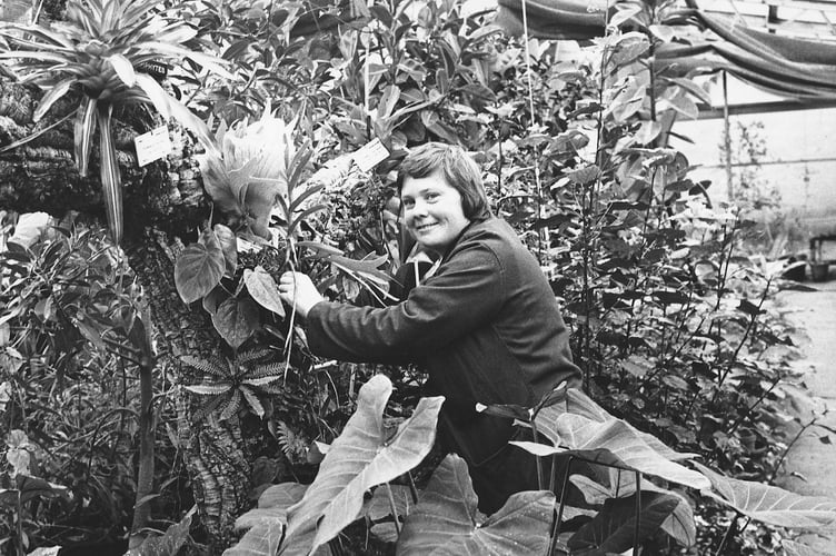 WInter warmth. Tending the plants atCross Park Nursery's tropical greenhouse in Newton Abbot in November 1977 was Christine Bates