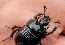 Fiona van Es | Big black beautiful beetles