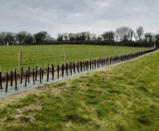 Charity creating hedge on land earmarked for new animal rescue centre 