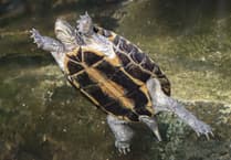 Paignton Zoo: an adventure in any weather