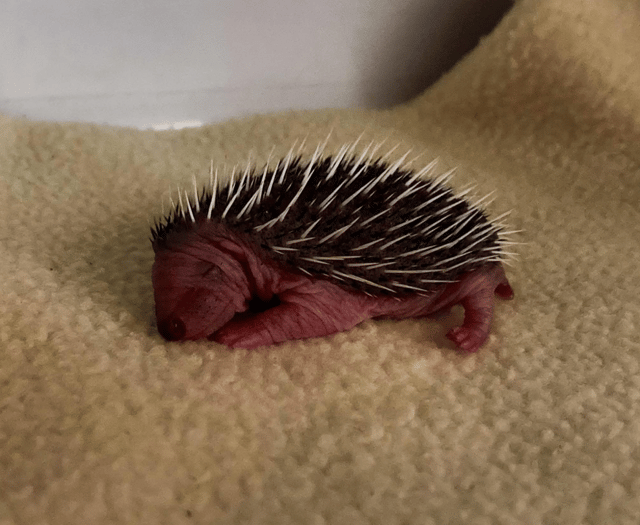 Charity in 'full preparation mode' ahead of arrival of hoglets