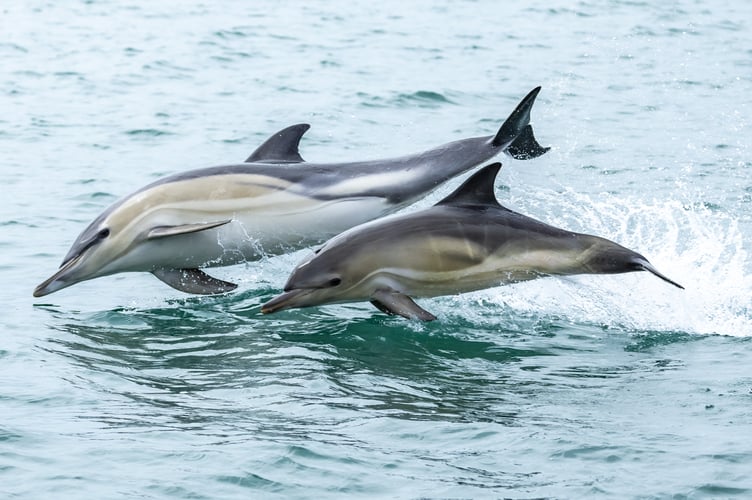 Robert Hughes' photo, Jumping for Joy, won the Wildlife Category of the South West Coast Path Photographer of the Year Competition 2024 