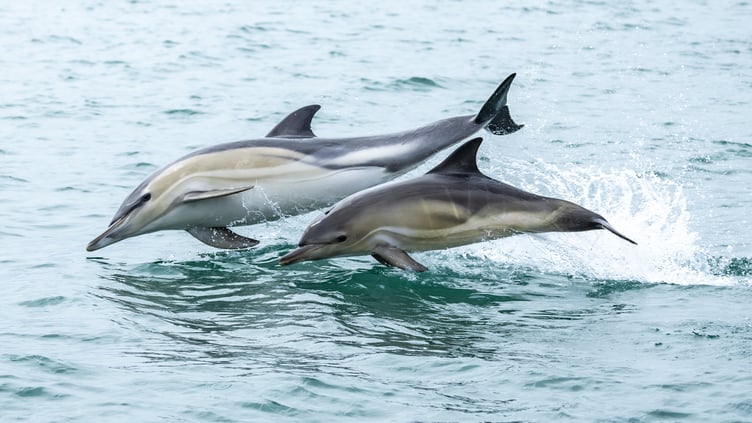 Robert Hughes' photo, Jumping for Joy, won the Wildlife Category of the South West Coast Path Photographer of the Year Competition 2024