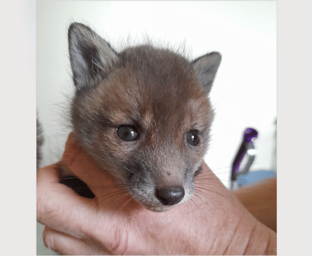 Fox cub Rowan is animal charity's first of 2025 