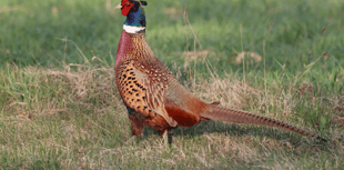 Pheasant releases linked to Lyme disease