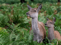 Poaching 'will not be tolerated’, say police as more patrols promised