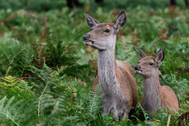Police have received reports of suspected poachers sighted in rural areas in Teignbridge