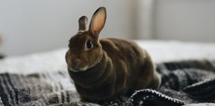 Firefighters rescue rabbit during air fryer shout