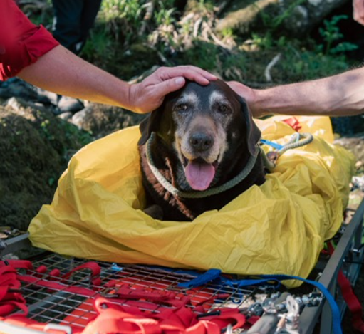 Injured dog rescued from Dartmoor gorge 
